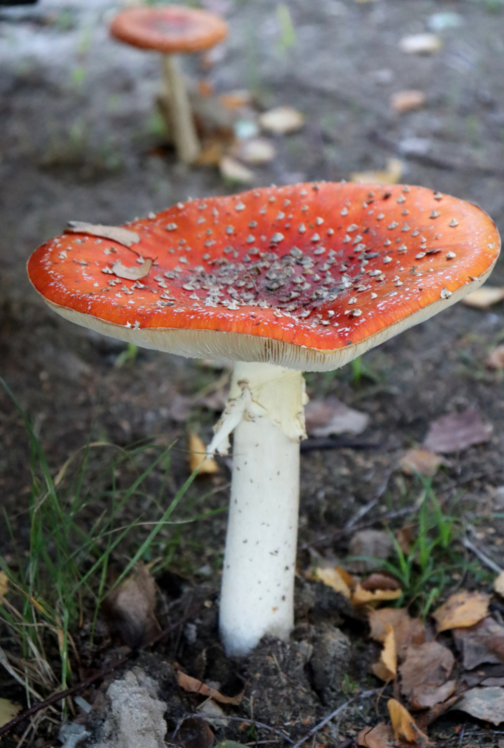 Muchomor czerwony z białymi kropkami